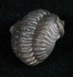 Enrolled Flexicalymene Trilobite From Ohio #10415-1